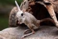 Unveiling The World's Dimmest: Discoveries In Animal Intelligence
